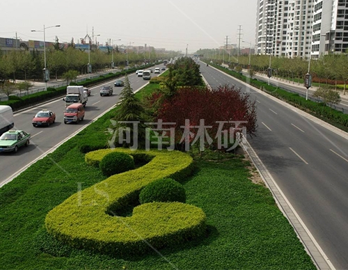道路绿化